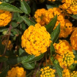 Thankful for Posh to meet all you lovely people 💕🥰